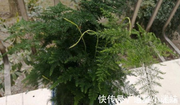 养盆最高雅的文竹,放在卧室里,每天喷点水,四季不黄叶