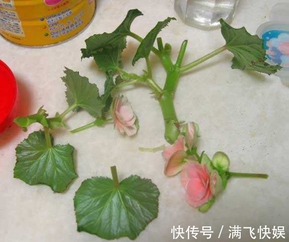 这几种花最适合现在扦插,一年最佳时机,几步就得到一阳台花海!