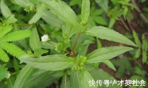 秃头|白发秃头，不用慌！用此物洗头，坚持一段时间白发变黑发，排毒