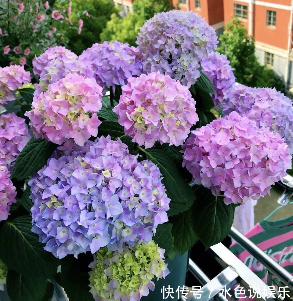 此3种花,颜值高、开花旺,轻松开成“大花球”,养花人都喜欢