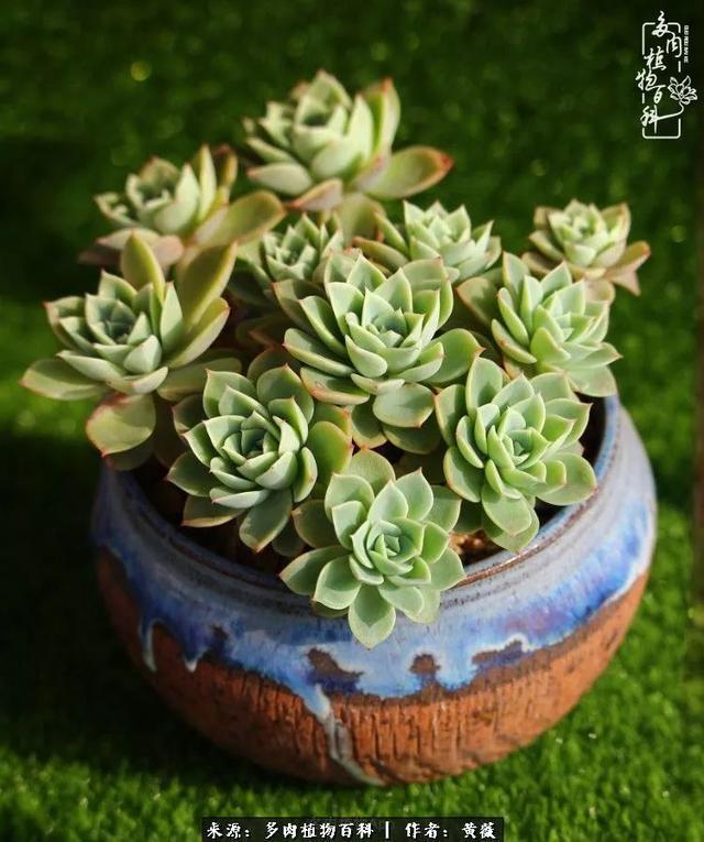 养了三年多肉,终于明白佛系养肉才是王道!