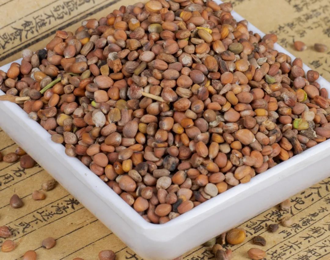 医学衷中参西录|节假日饮食不规律,导致脾胃的负担过重,不妨试一下这味中药材