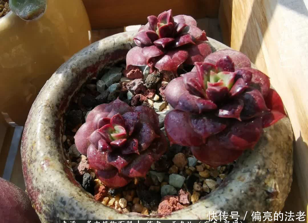 入坑一年半的新手养肉心得