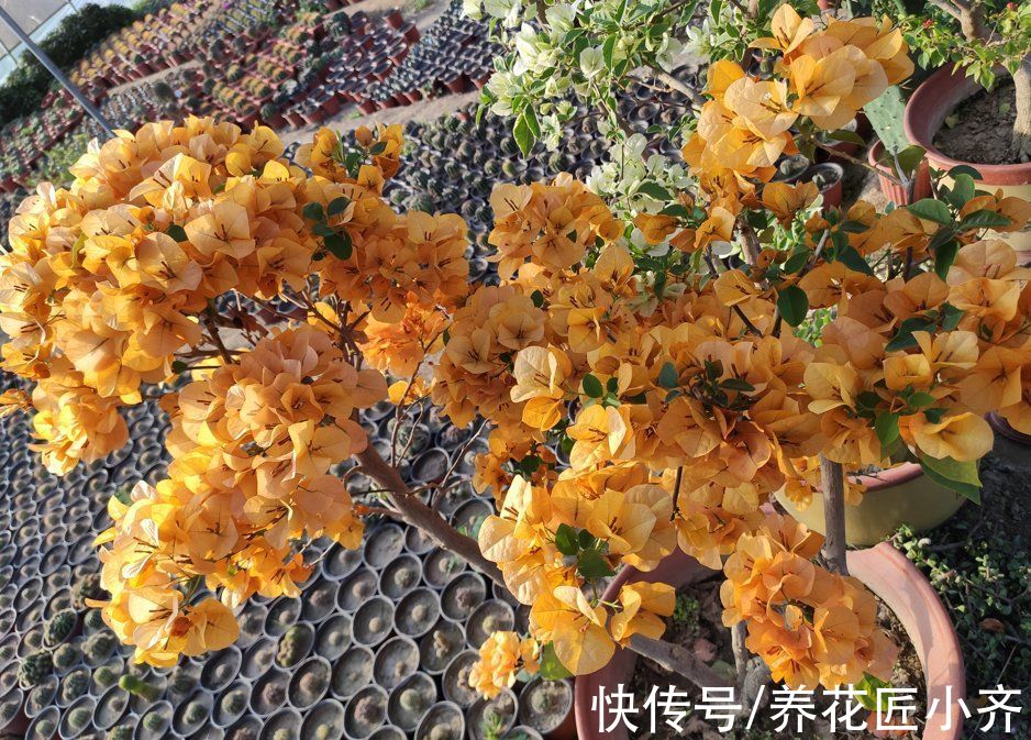 枝条|三角梅迟迟不开花？记住“一剪二足”，立马长花苞，花开满枝头