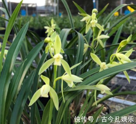 花友|盘点5款适合新手的兰花，皮实好养性价比高，花色艳丽香味清新