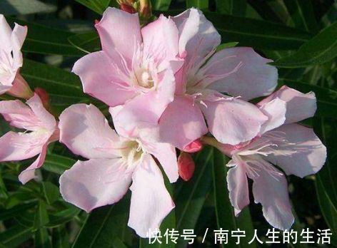 颜值超高的几款花卉,花朵硕长超漂亮,越晒长得越旺,人见人爱