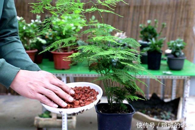 养文竹,掌握2个小技巧,蹭蹭长出一圈小嫩芽,叶子碧绿发亮