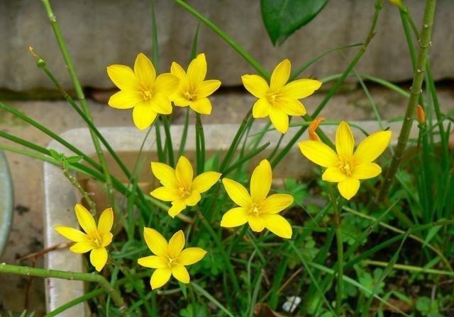 开花|葱兰怎么养才能开花更多?剪一剪,一下开出几十朵花