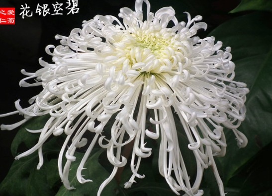 喜欢菊花,不如养“菊中珍品”碧空银花,是银白莲花,清秀淡雅
