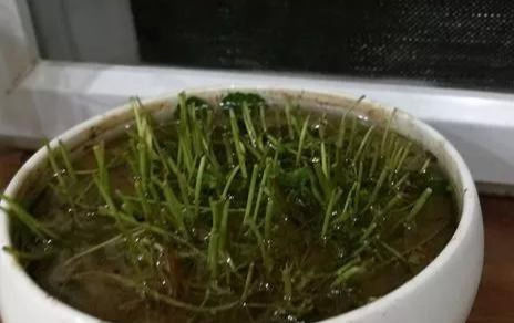 铜钱草养在这个地方,一周就爆盆,叶子能长成巴掌这么大