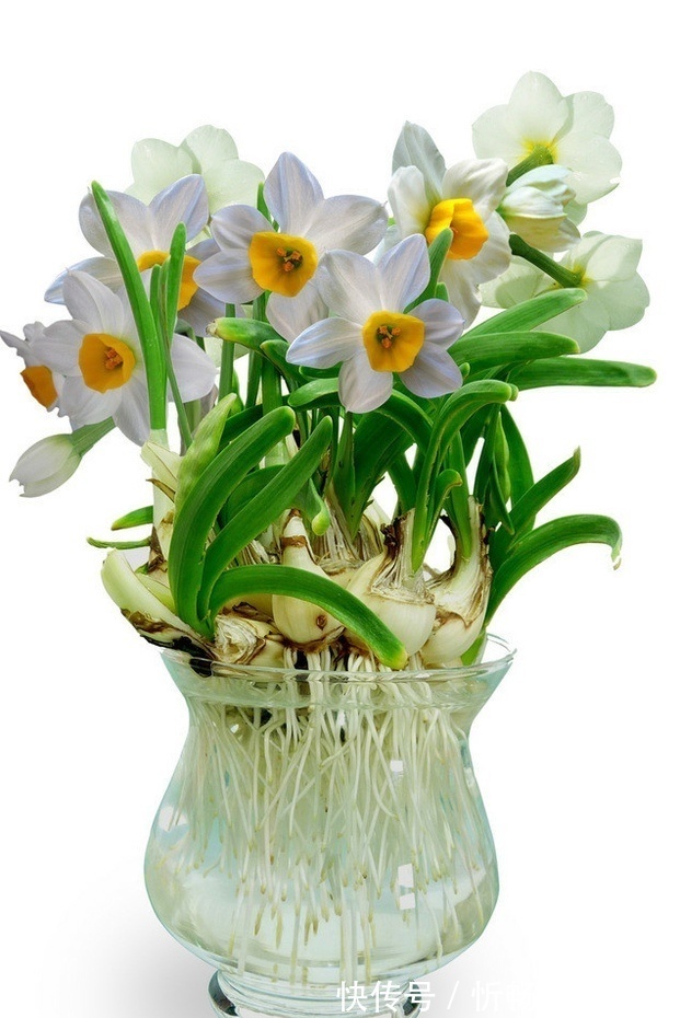 长寿花|赶紧养上几盆这些花卉,满室生香,春意盎然!美美美