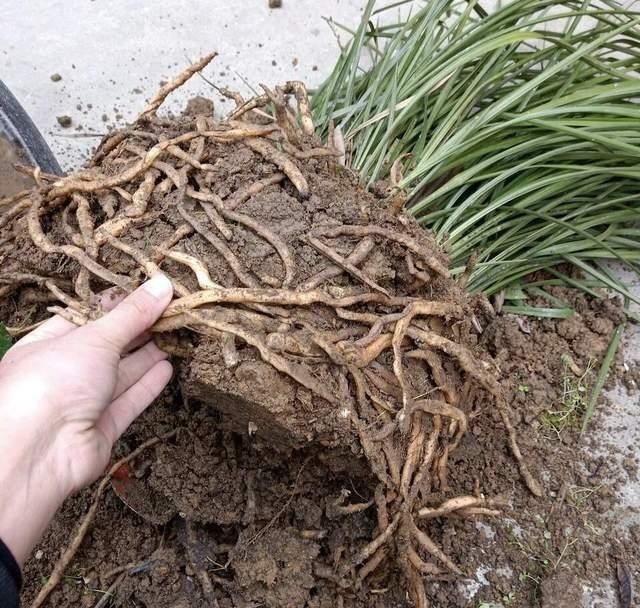 品种|花店的花2天不到就枯了,并不是品种不好,而是养护方法有问题