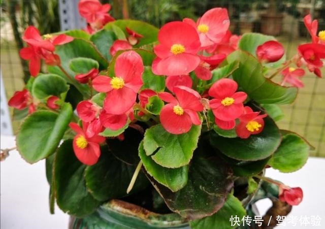 家里养2种花,可以常年开花,美观又漂亮!