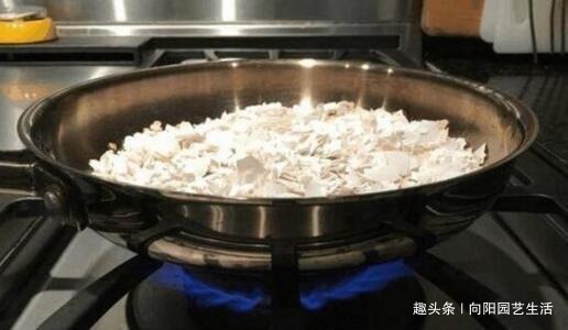 鸡蛋壳是宝贝,养花达人都在用,做成花肥养花,还能杀虫灭菌