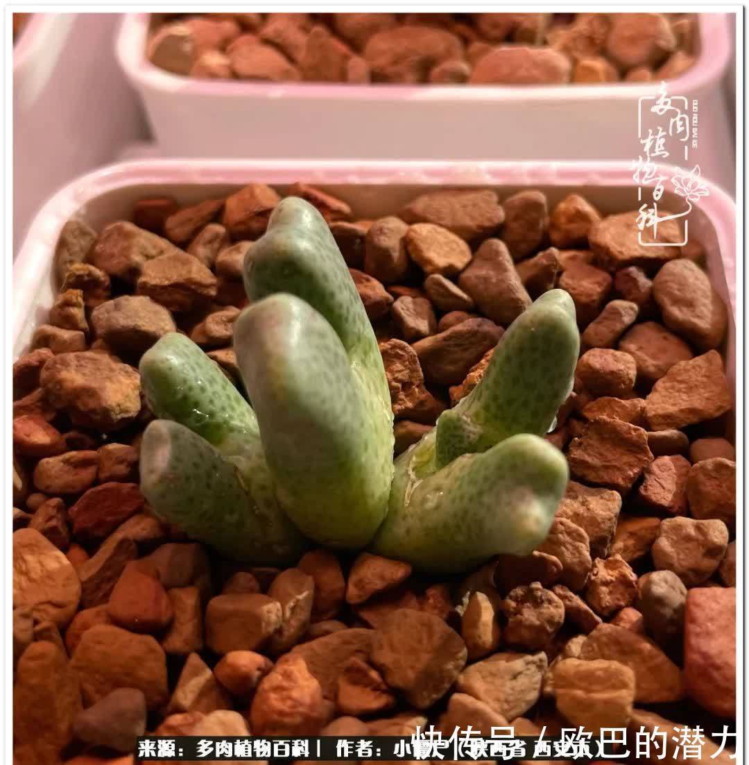 从景天到水泡和肉锥,那些年阳台种植多肉的历程!