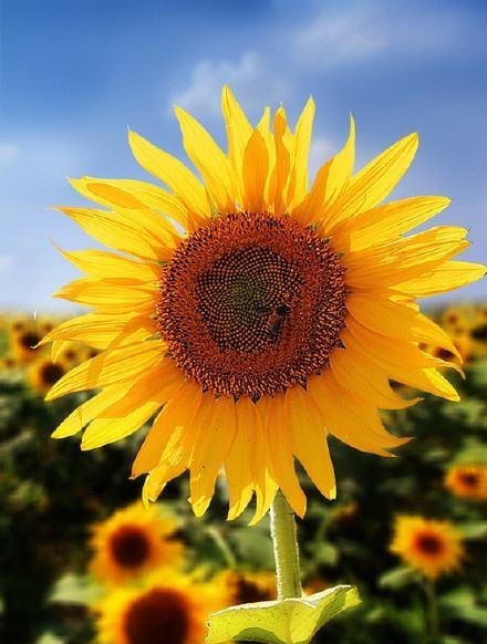 提到|《应物兄》中提到的《苏丽珂》竟是斯大林最喜欢的歌,有何深意