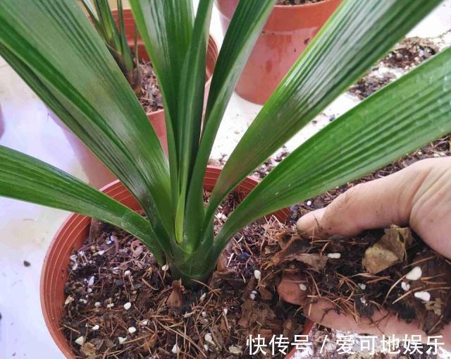 君子兰“富养”好，5个小技巧，花箭“窜高个”，开花多又大