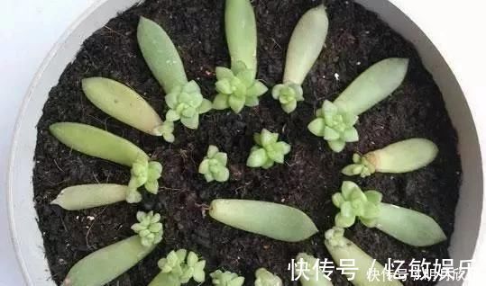 枝条|养花爱好者看过来这15种花现在“扦插”，生根快，一个周就长芽