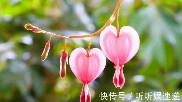 3种花适合家养，开花漂亮花香四溢，家里养一盆，四季都赏花不断