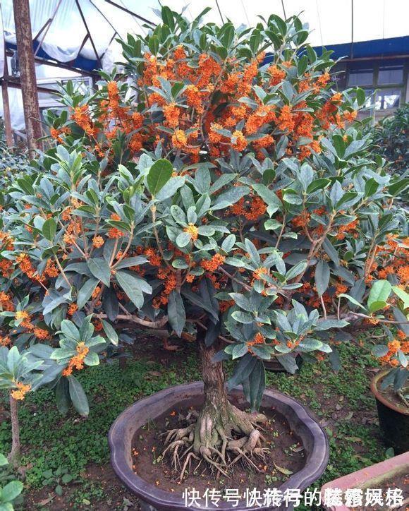 5种香花,家里养一盆,好看还“养人”,全家都健康