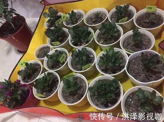 肉质性|养君子兰、长寿花、蟹爪兰,不开花怎么办别怕,学它就对了