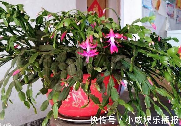 秋初盆栽蟹爪兰，怎么换盆土好遵循4步要求，茎叶花开成簇