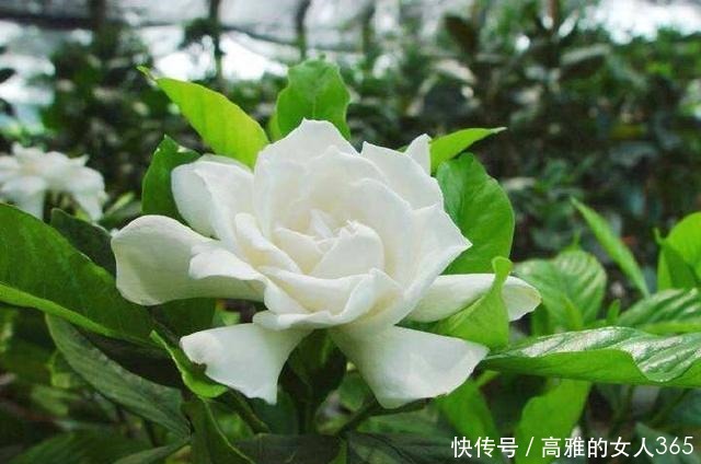 50种植物花语,不要再傻傻送错花了