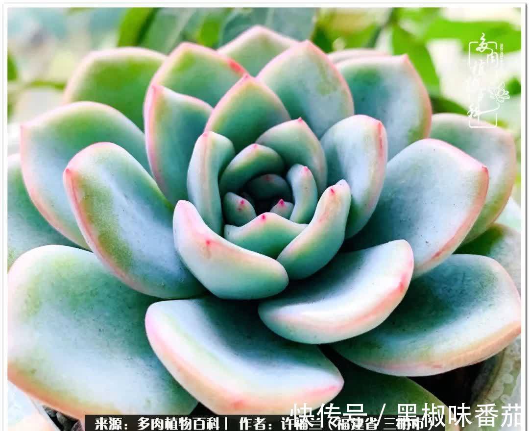 尖尖|养多肉两年,美丽与赏心悦目并存!