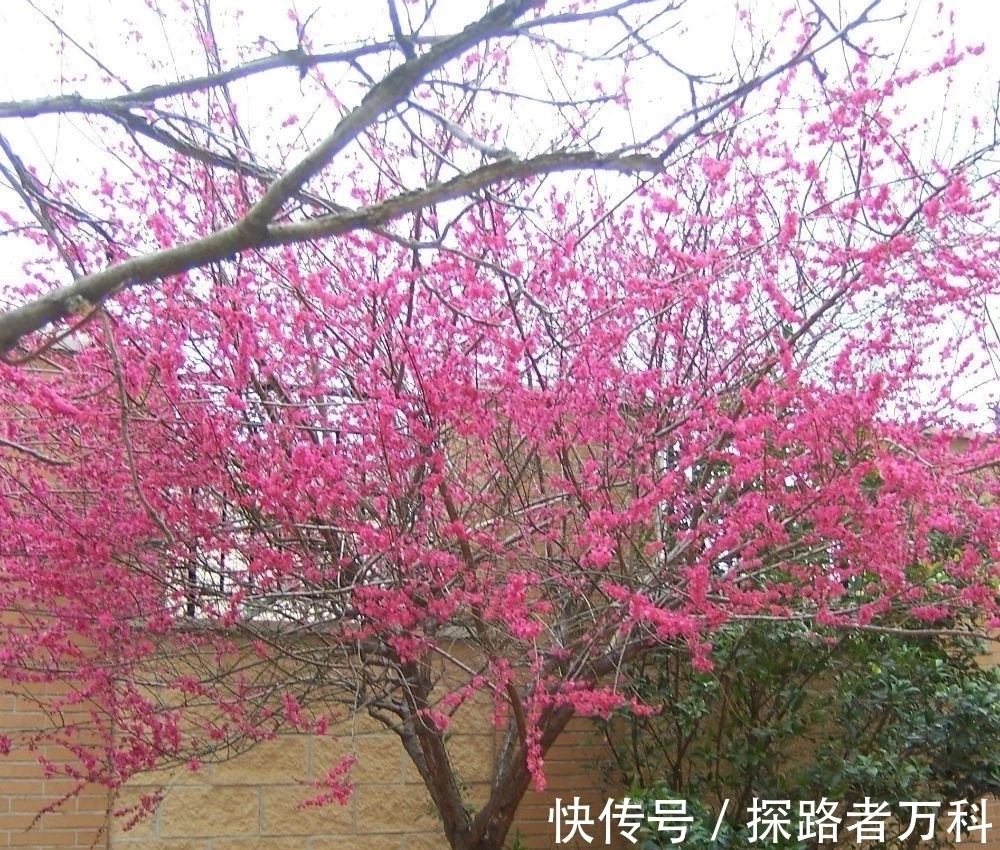 在寒冷的冬春时节灿烂开花的8种观赏花卉，可露养户外，打理简单