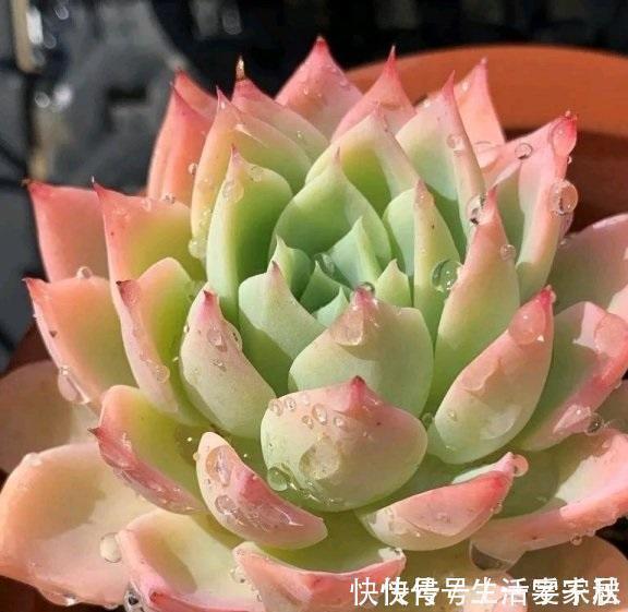 盆栽|多肉易出问题，就是根没养好，2个养根诀窍，肉肉晶莹剔透