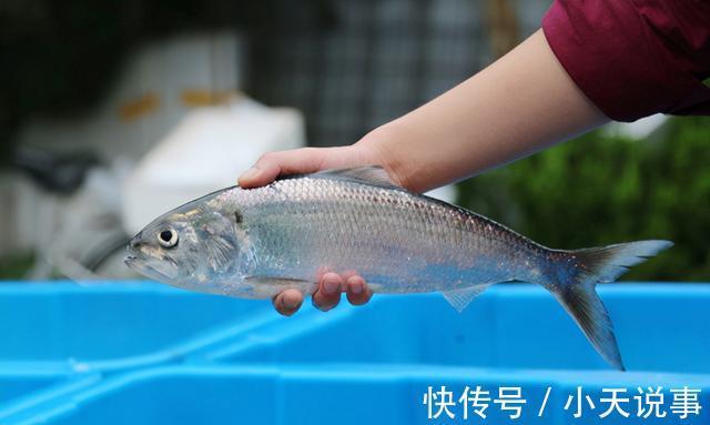 10种价格很高的淡水鱼,钓到这些鱼赶紧带回家