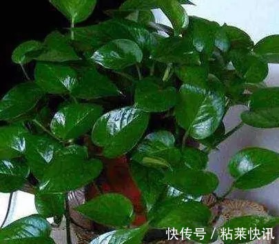 家里植物常年黑绿黑绿的,知道是喷了什么吗