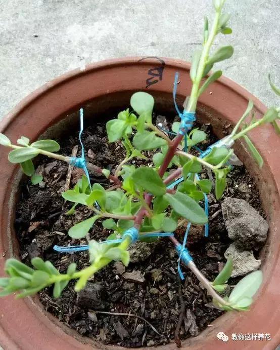 1个小窍门，普通的太阳花也能养成万元盆景老桩，邻居纷纷来学！