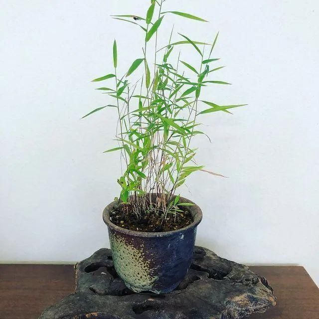 山野草，也高雅！