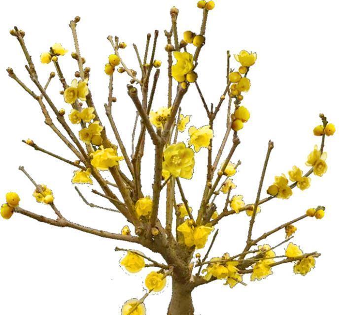 一到冬天就花开不断的8种花 不怕冷还好养活 养两盆就对了 粉紫色 一到冬天就花开不断的8种花 不怕冷还好养活 养两盆就对了 粉紫色