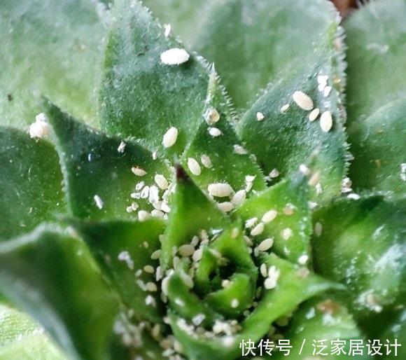 多肉生小白虫子怎么办