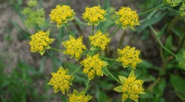 果園旁一種野草,若遇見,請別再摘掉,目前176元一斤