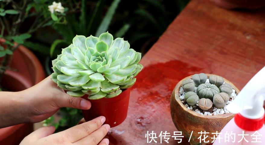 叶子|多肉爱喝2种水,夏季2周喂1次,叶子又肥又美,茎干不徒长