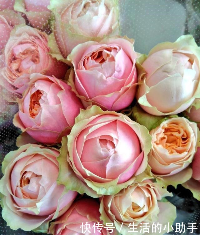 25款包子型月季,花开永不败,大花好养又丰花,新手推荐种植!