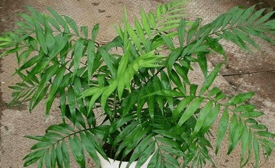 养花难如下3种植物,好养又好看,家中随便养一盆,5年不死花