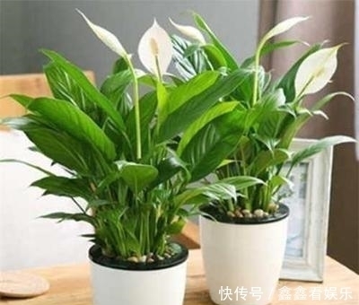 夏至过后,3种花就怕“晒太阳”,一晒就黄叶,特别“难度夏”