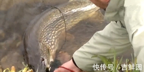 个头特别大,含肉率也多,钓鱼人喜爱的钓鱼对象,但很多人都放生