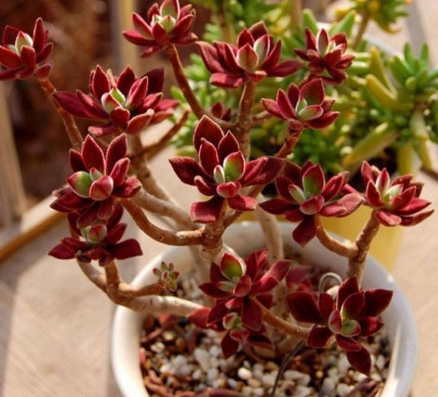 好养皮实的3种多肉，一年大部分时间在生长、不休眠、颜色美