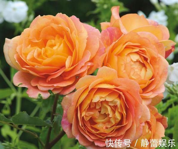 喜欢菊花,不如养盆“珍贵名菊”摩纳哥公爵,沉鱼落雁,闭月羞花