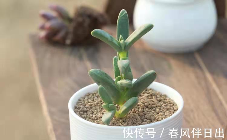 土团|养多肉植物鹿角海棠，日常打理抓住这4点，好养易活