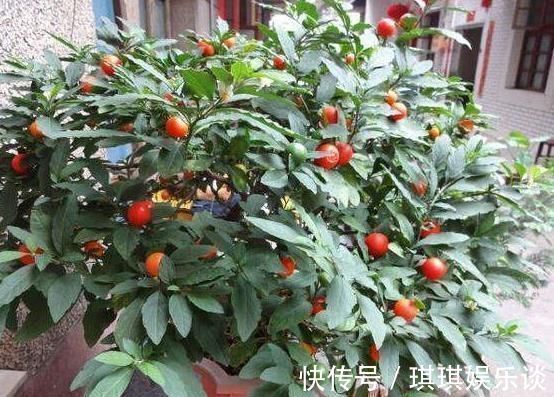 养花不如种这“果”,沾土就活,阳台种一盆,果子挂到来年3月