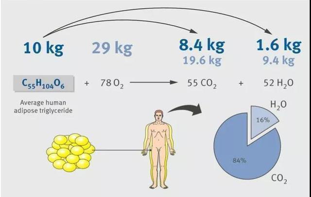 体积|脂肪通过什么方式排出体外看完之后你就该知道怎么减脂了