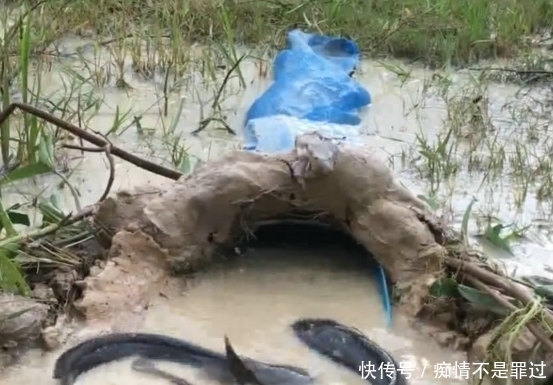 资源|这里的资源真好,野鱼成群,小伙做个简易陷阱,竟捕获半桶野鱼