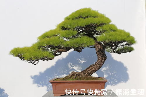 松柏|松柏盆景是盆景界的长寿树，教你日常养护的要求和技巧，长势旺盛