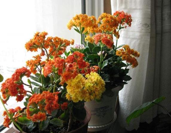 这3款植物买一盆就够了!用茎叶扦插,教你轻松铺满整个阳台